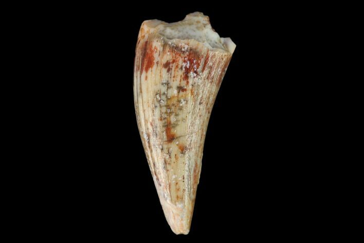 Fossil Phytosaur Tooth - New Mexico #133332
